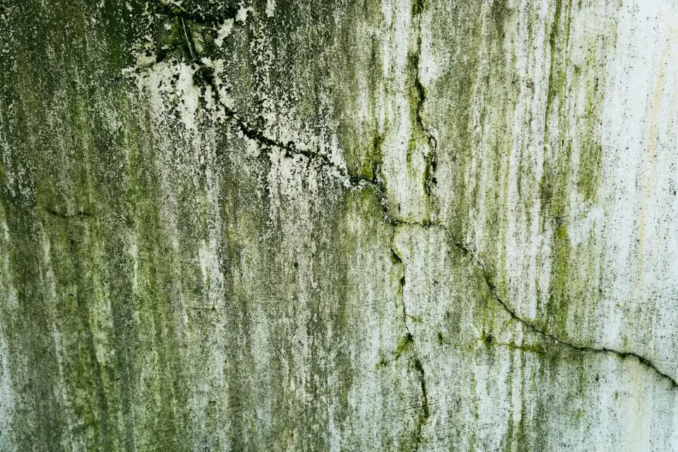 The Tri Guard Mold Removal Story: Serving Killeen, TX